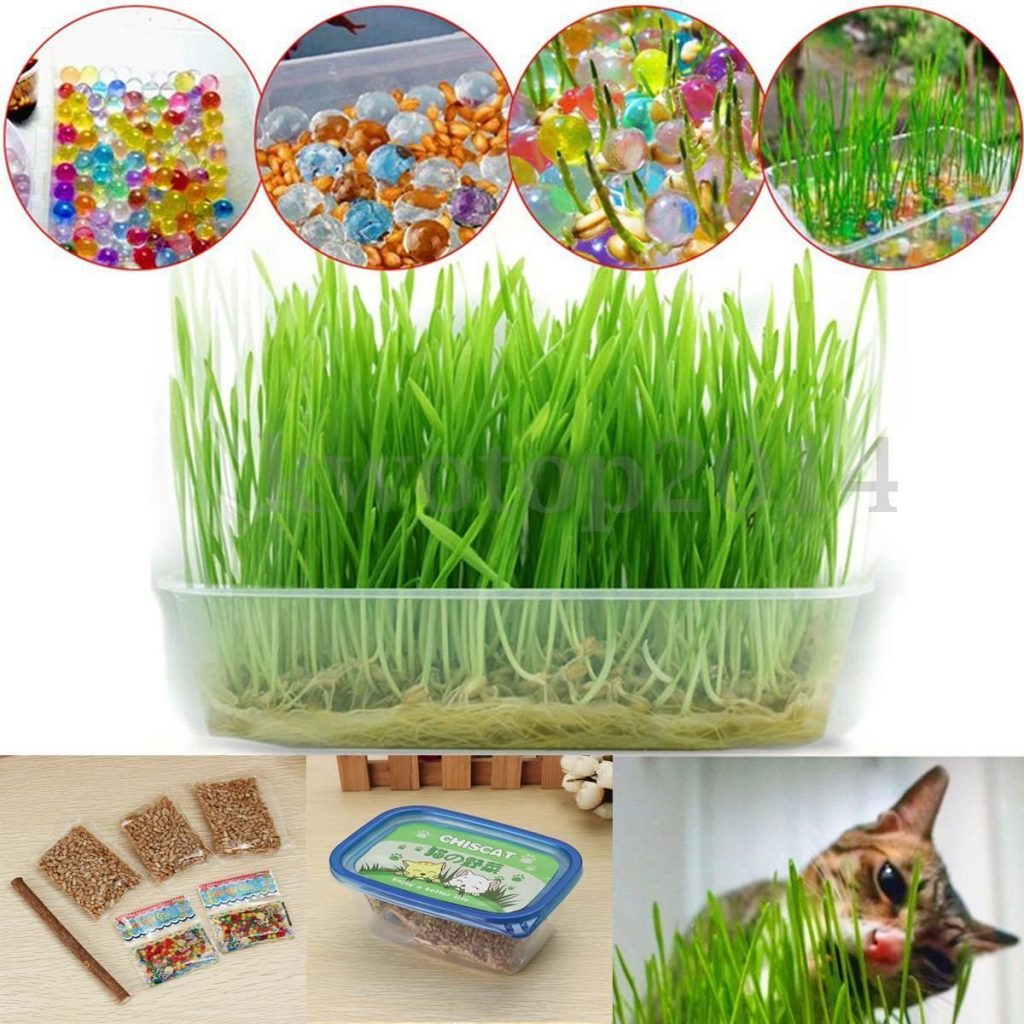 Rumput Kucing Cat Grass Seeds Bibit Rumput Kucing Anabul Pet Center